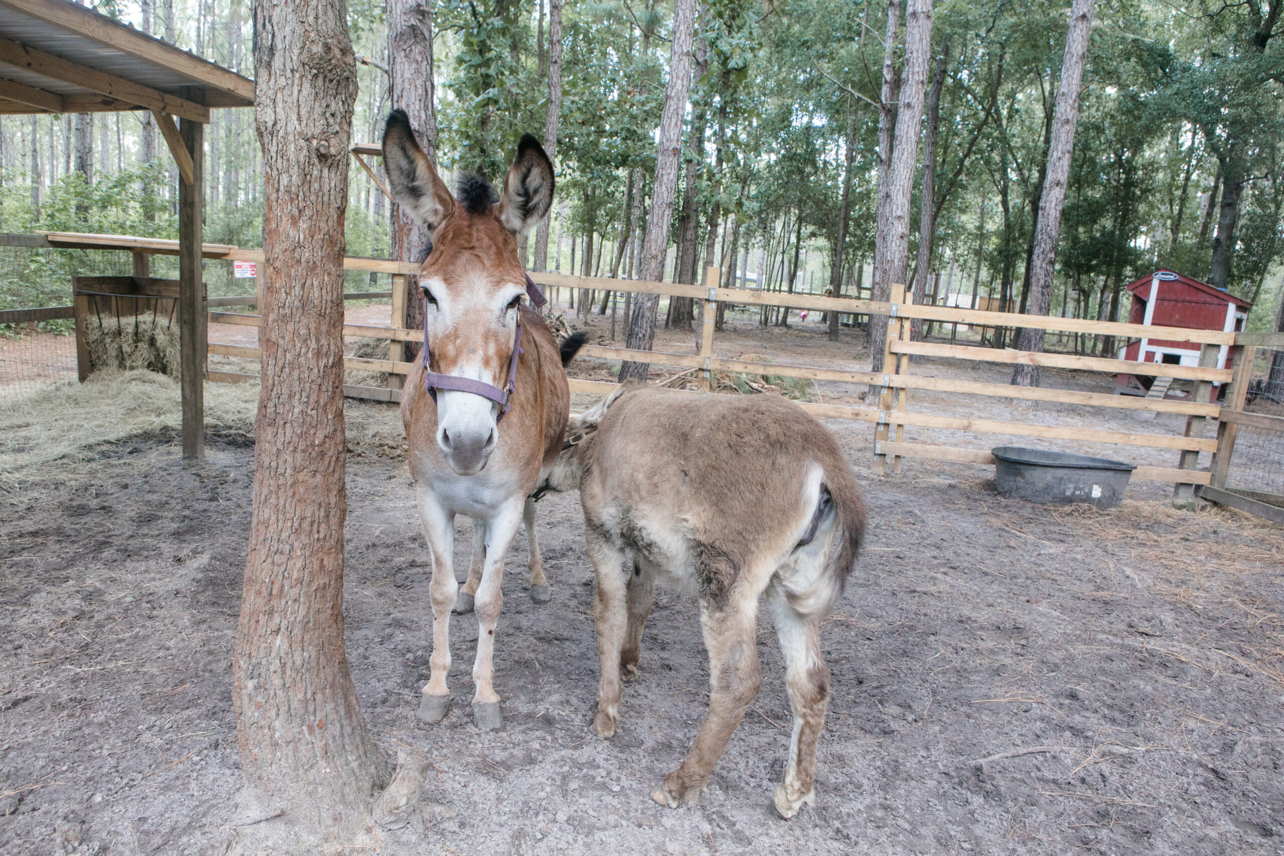 Video - Dazzle and his new playmate
