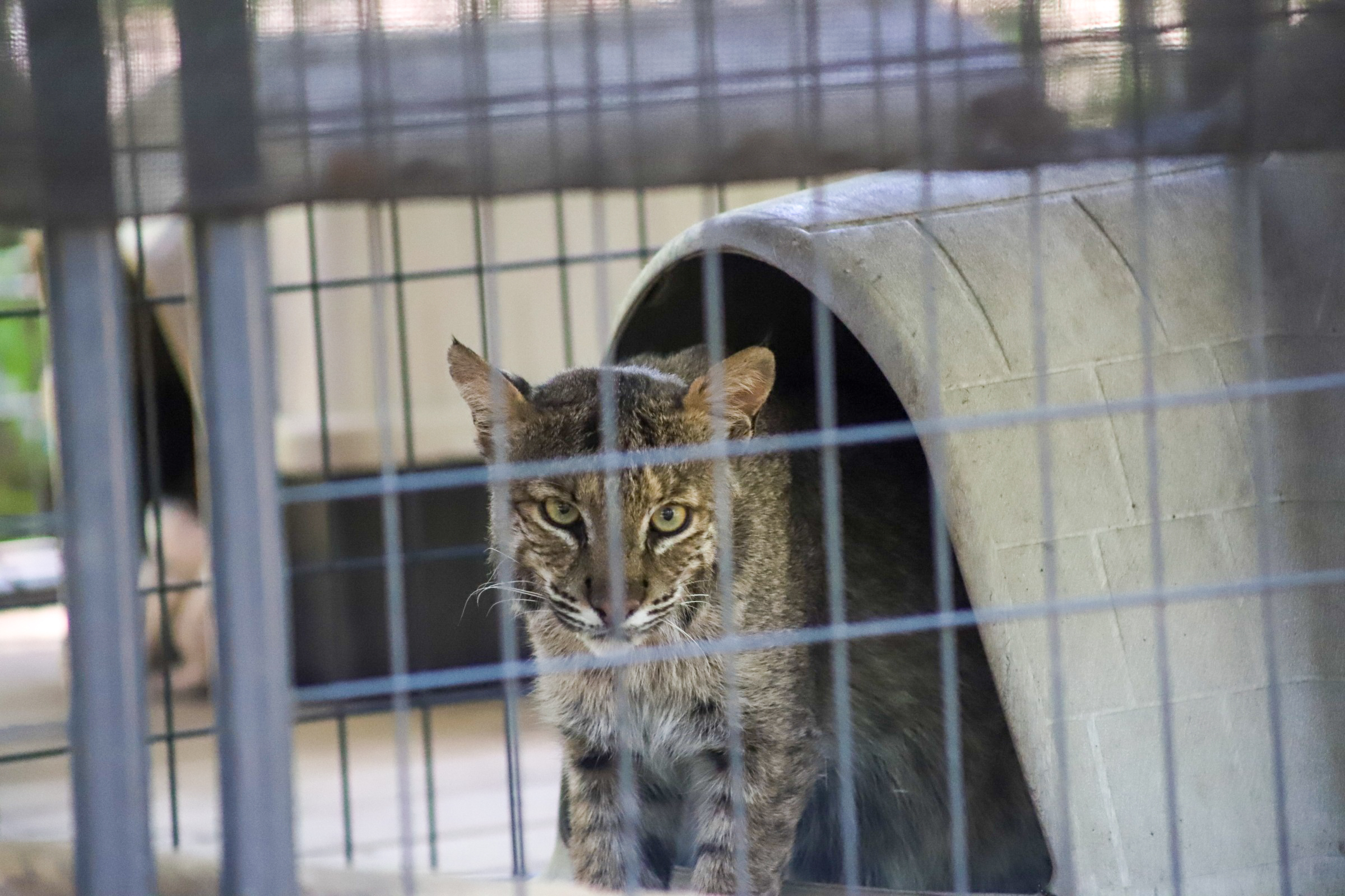 Name our Bobcat! Extended until May 31st WTFC